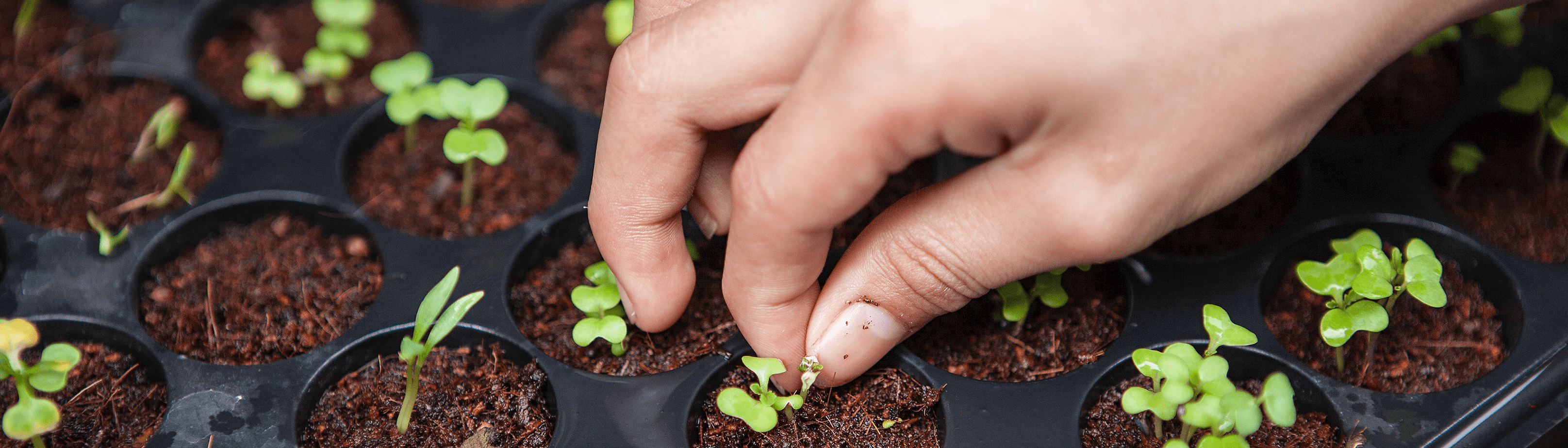 art66 microsite article banner