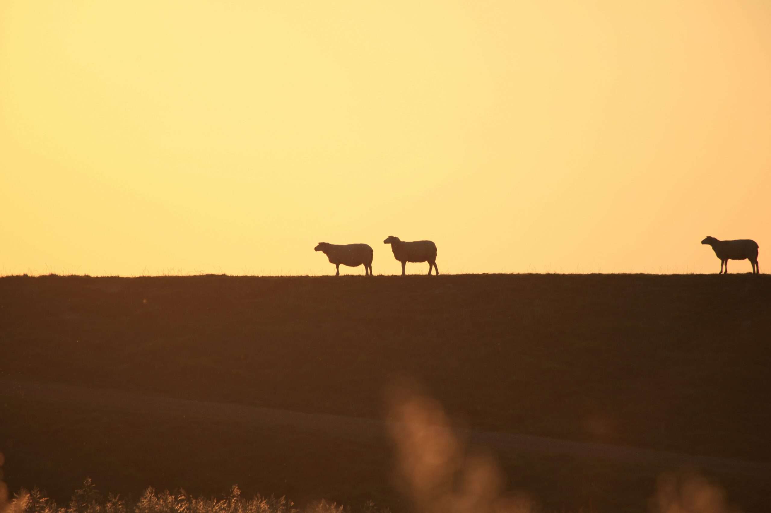 julia weihe ZjoQ8ONeXS8 unsplash scaled