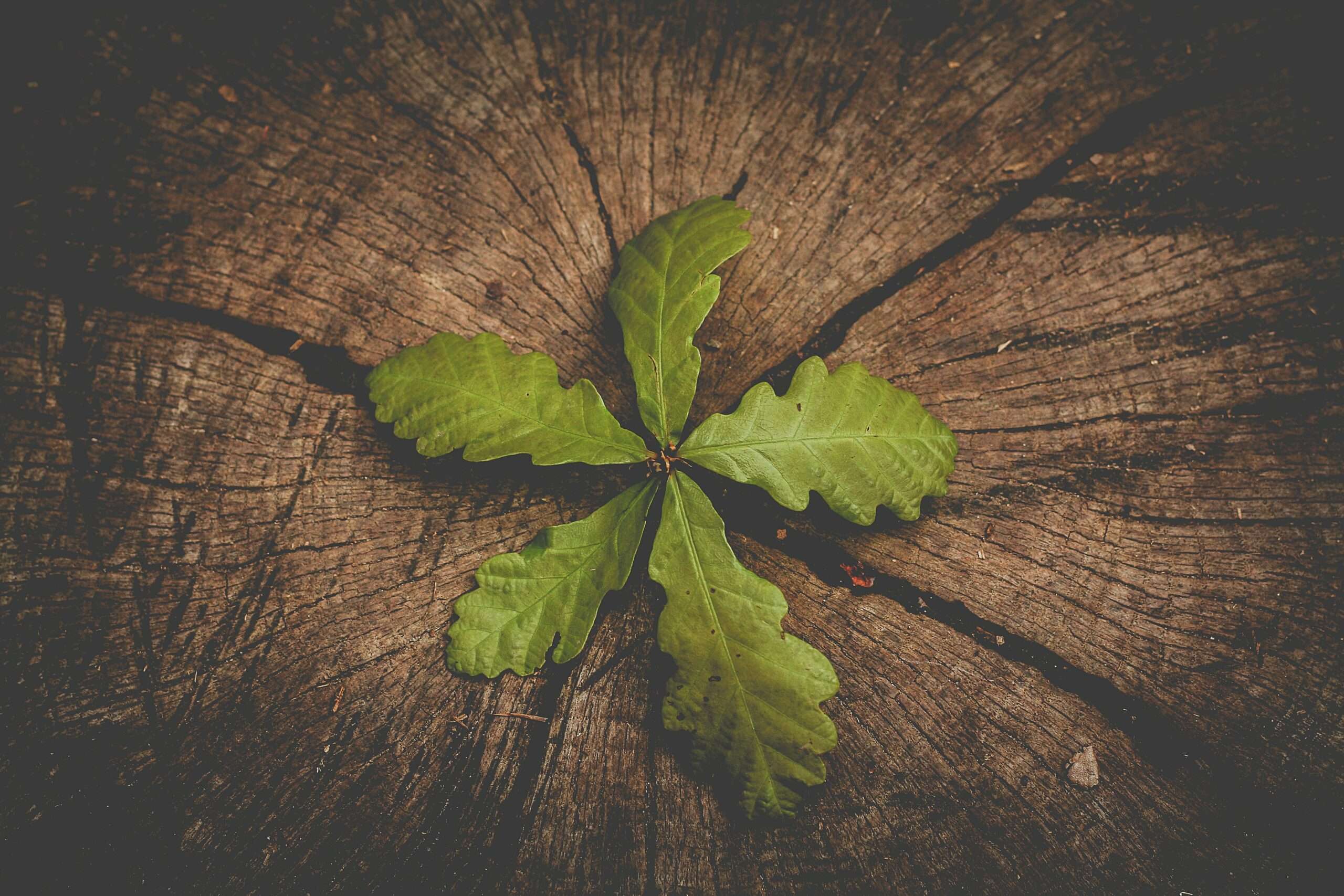 rob wicks XyrZYDr2jWM unsplash 1 scaled