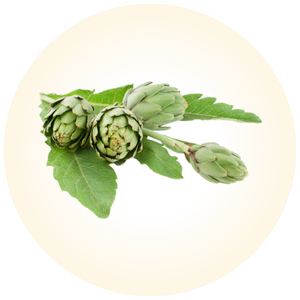 Artichoke 1
