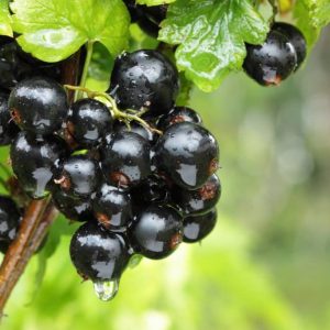 Black-Currant-1024x683