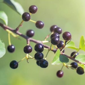 Maqui-berry-1024x576