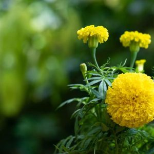 Marigold-1024x687