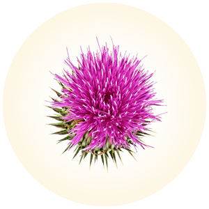 Milk Thistle 1